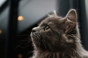 gray cat on blue background